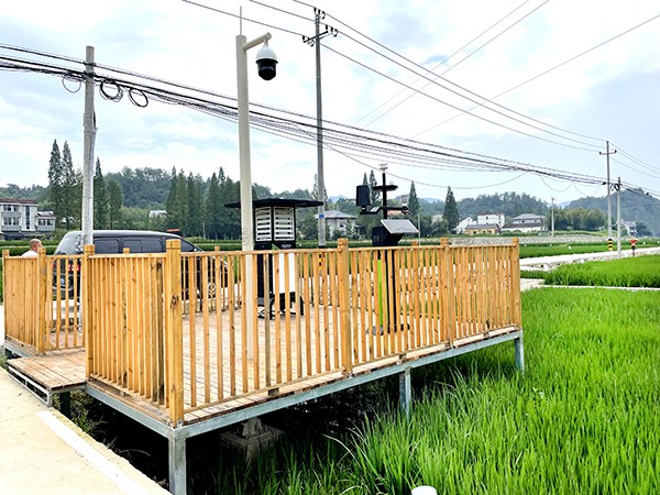 浙江臨安：竹林變稻田，農戶喜開顏