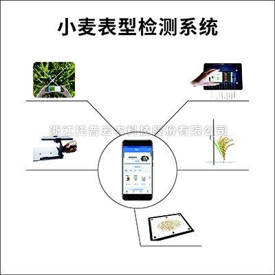 小麥表型檢測係統