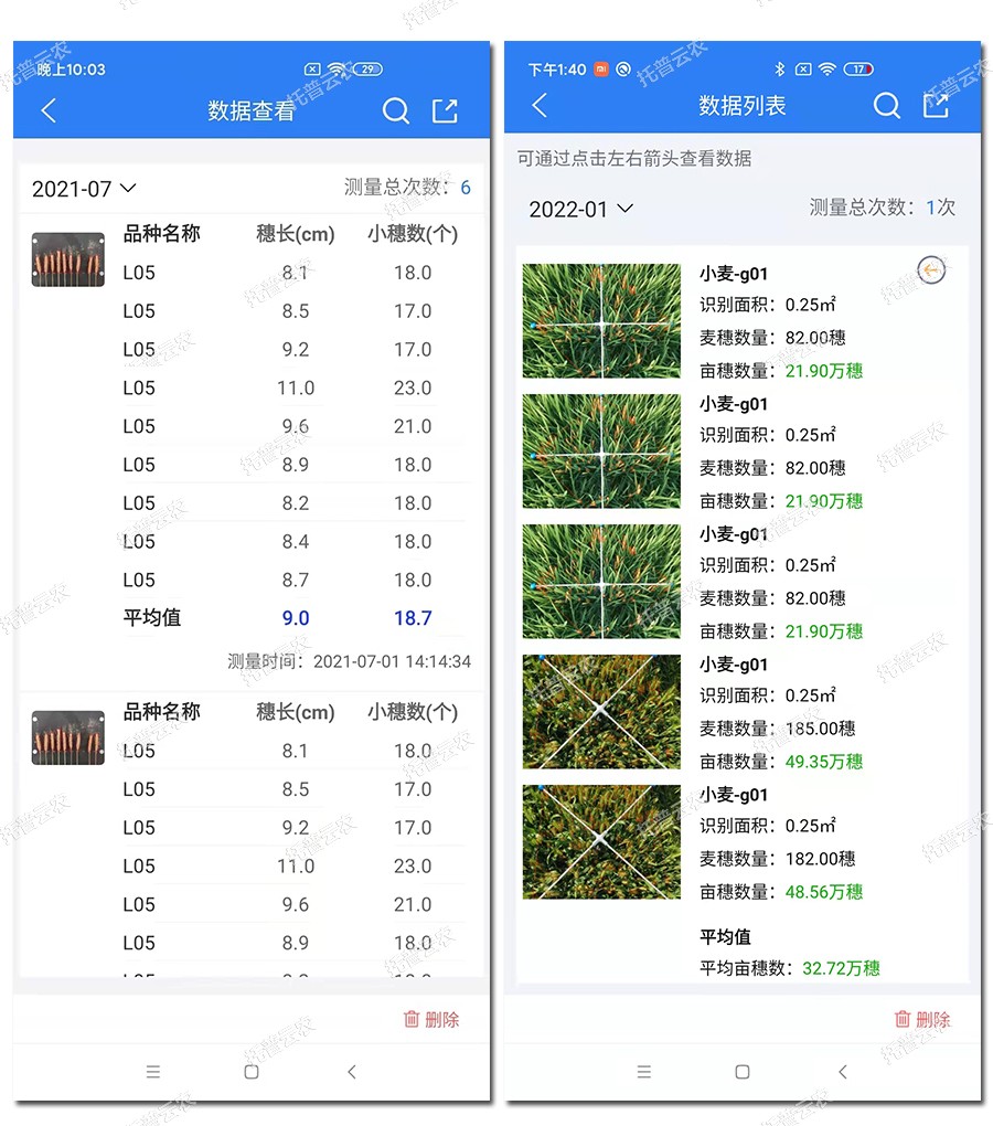 小麥表型檢測儀數據結果2