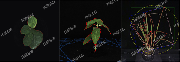 溫室型高通量植物表型采集分析平台-2維.jpg