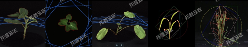 盆栽植物二維數字表型采集分析係統_副本.jpg